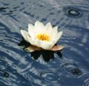 White flower floating on dark water