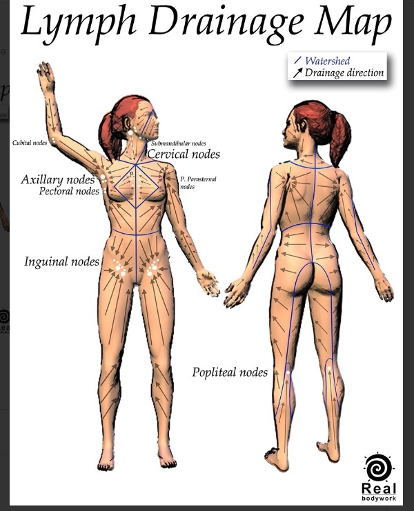 Diagram showing how lymph flows through the body