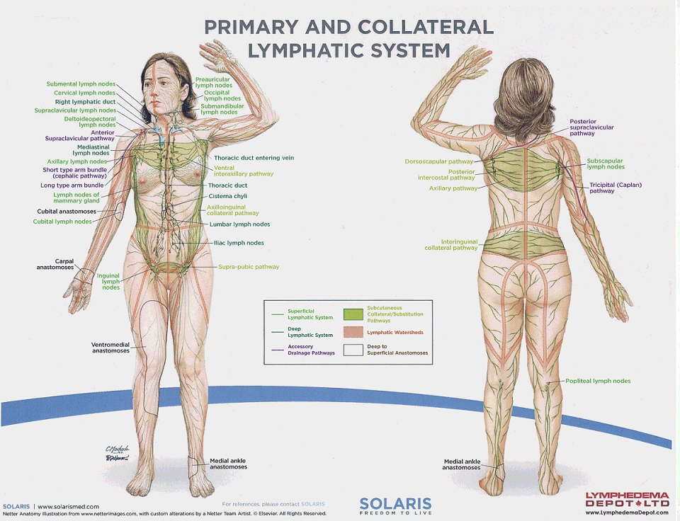 Diagram of the lymphatic system